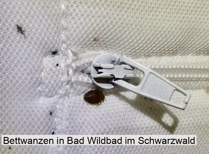 Bettwanzen in Bad Wildbad im Schwarzwald